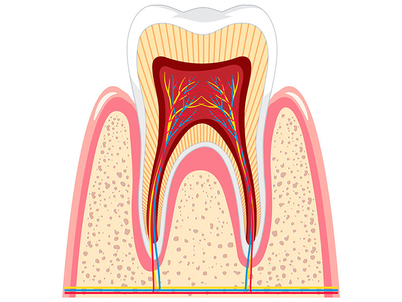 endodontia